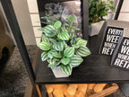 7.5” Artificial Plants