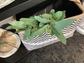 Seeded Eucalyptus Stem Artificial