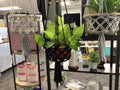 Hanging Macrame Planter
