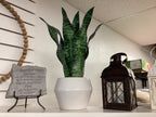 Artificial Plants (Medium)