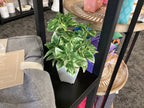 7.5” Artificial Plants