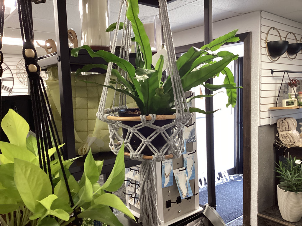 Hanging Macrame Planter