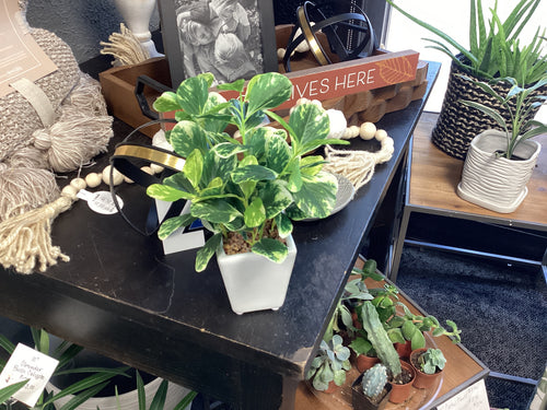 7.5” Artificial Plants