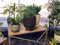 Black Speckled Ceramic Planter