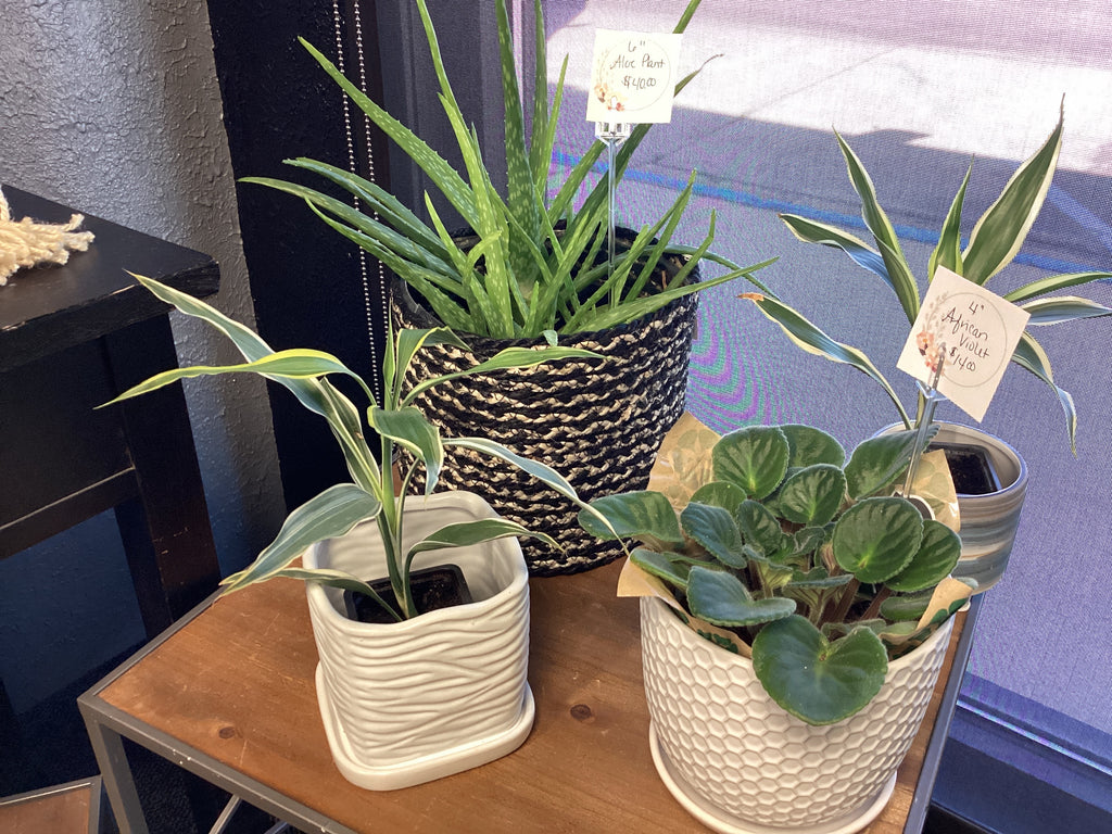 White Square Ceramic Planter