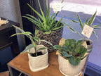 White Square Ceramic Planter