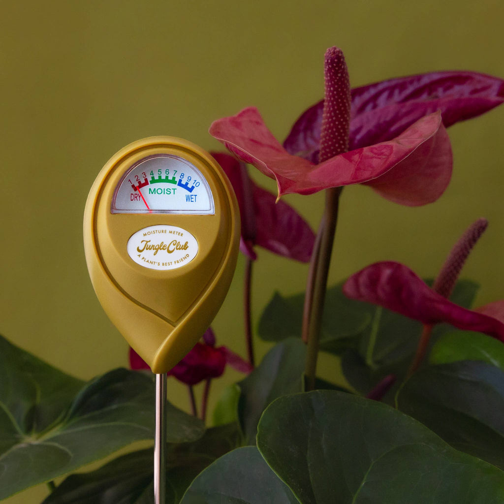 Moisture Meter